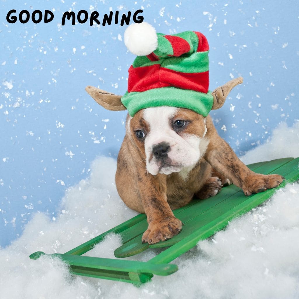 Good Morning Puppy Images