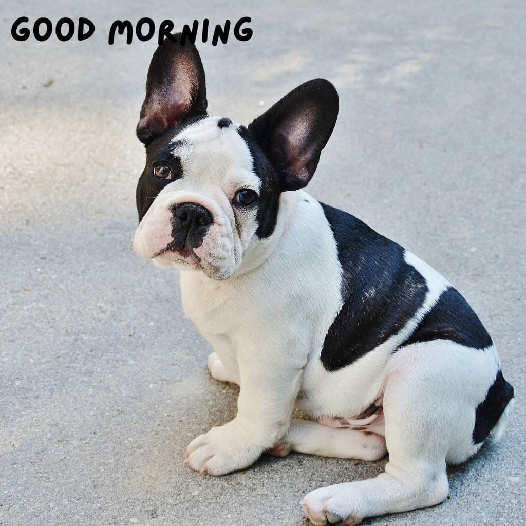 Good Morning Puppy Images