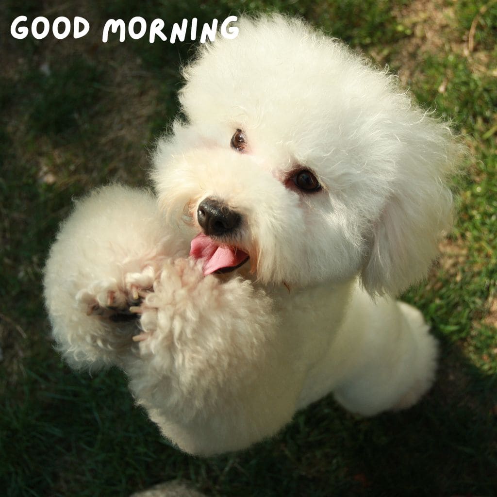 Good Morning Puppy Images