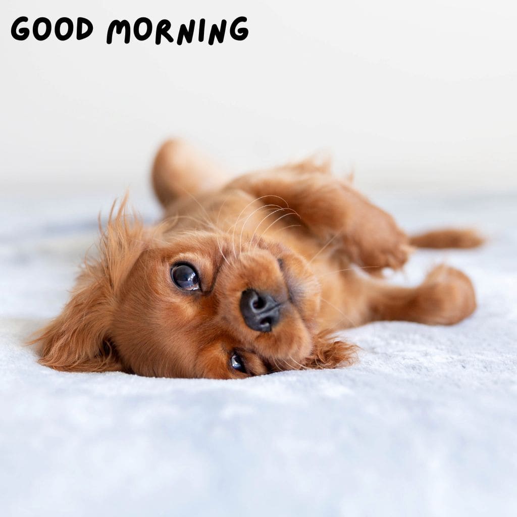 Good Morning Puppy Images