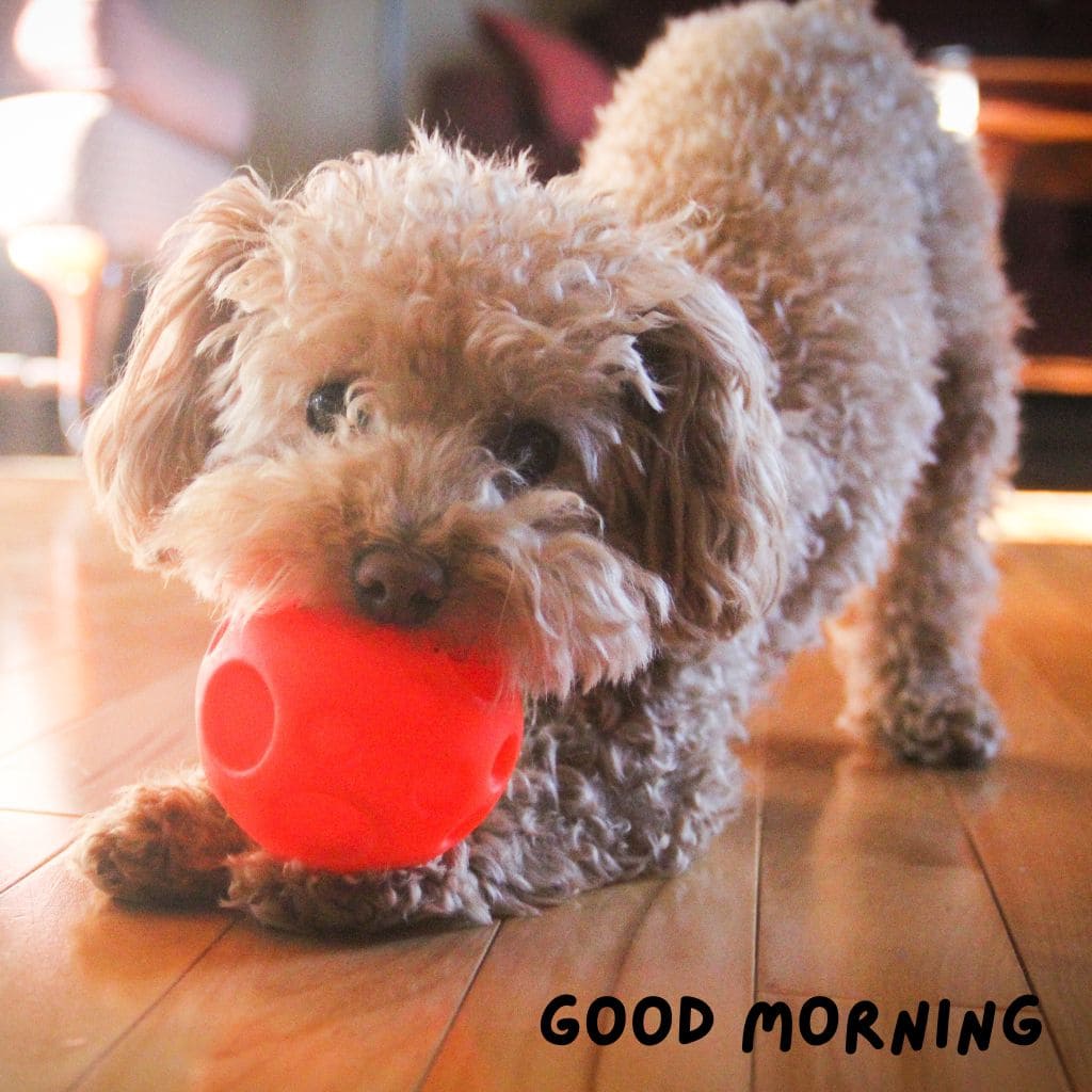 Good Morning Puppy Images