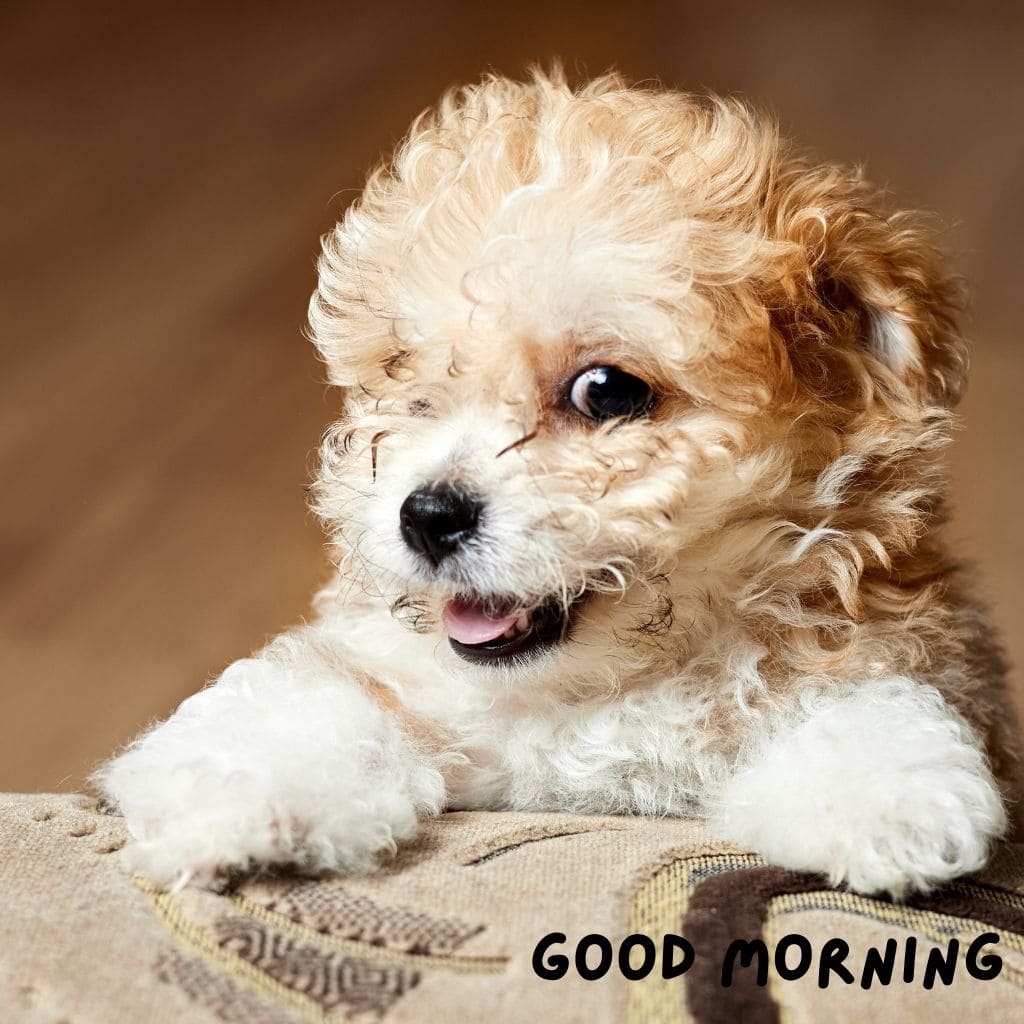 Good Morning Puppy Images