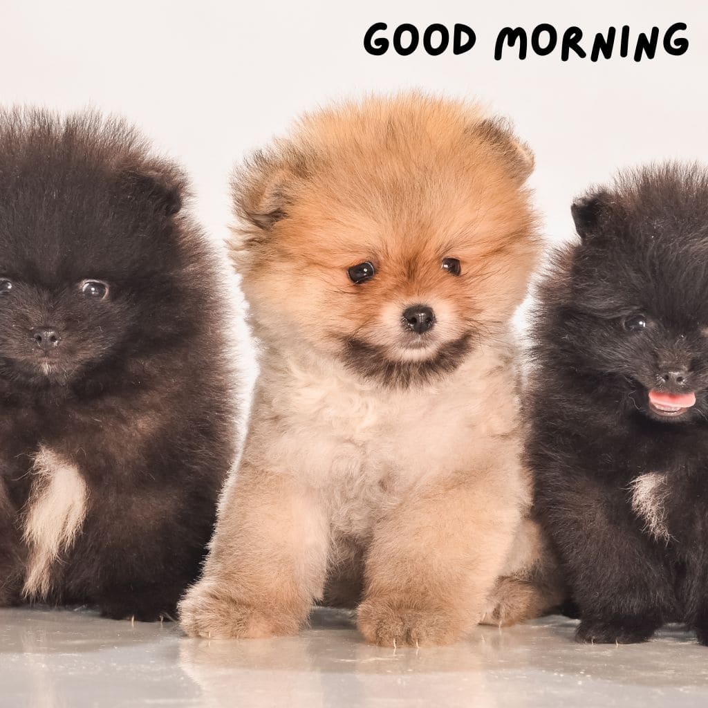 Good Morning Puppy Images