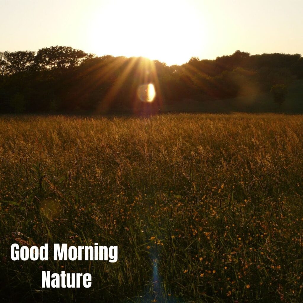 Good Morning with Nature