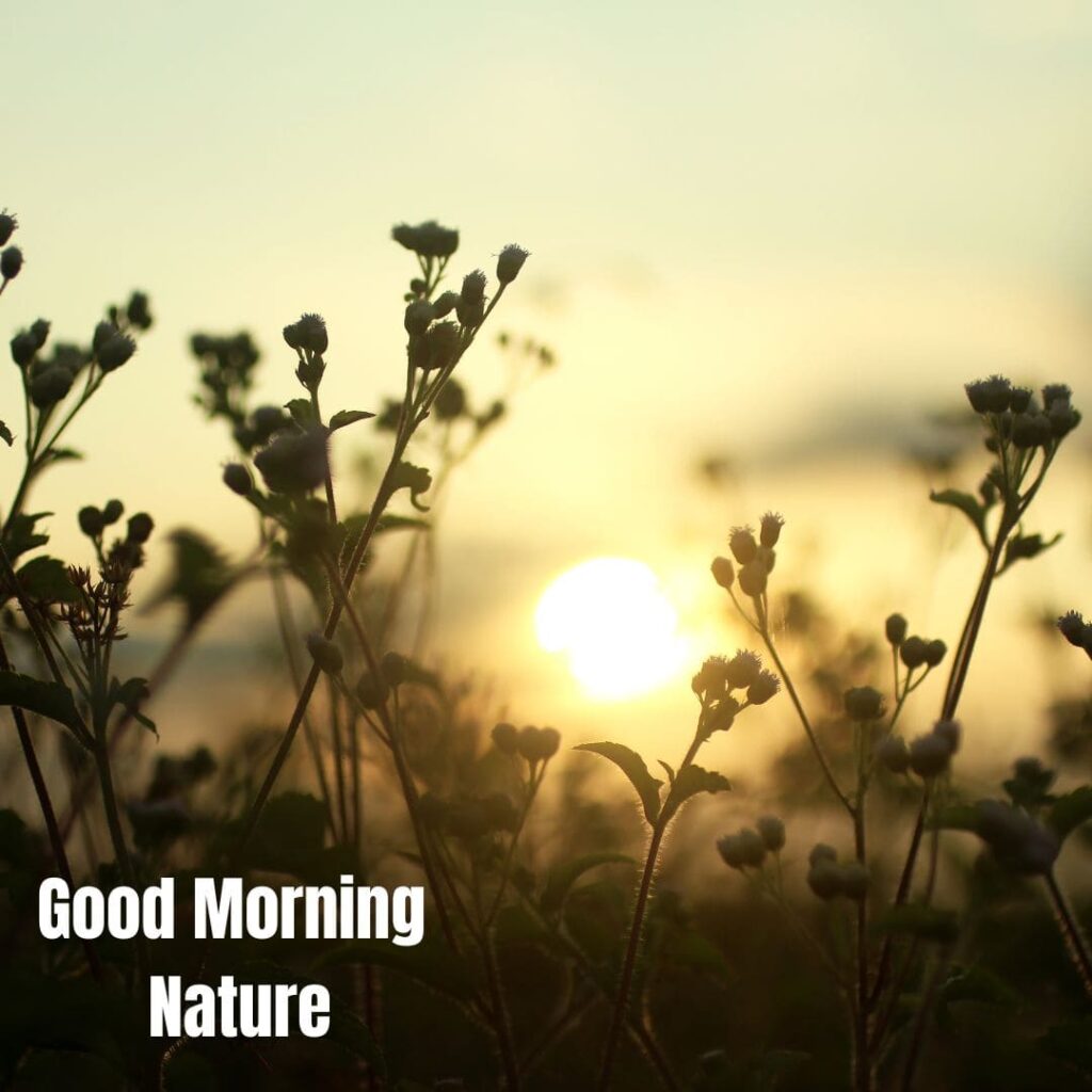 Good Morning with Nature Images