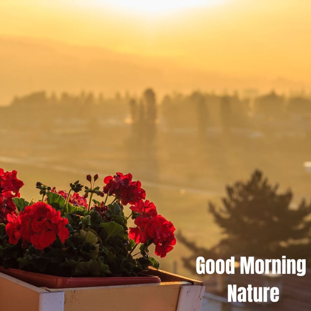 Good Morning with Nature Images