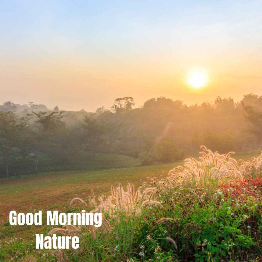 Good Morning with Nature