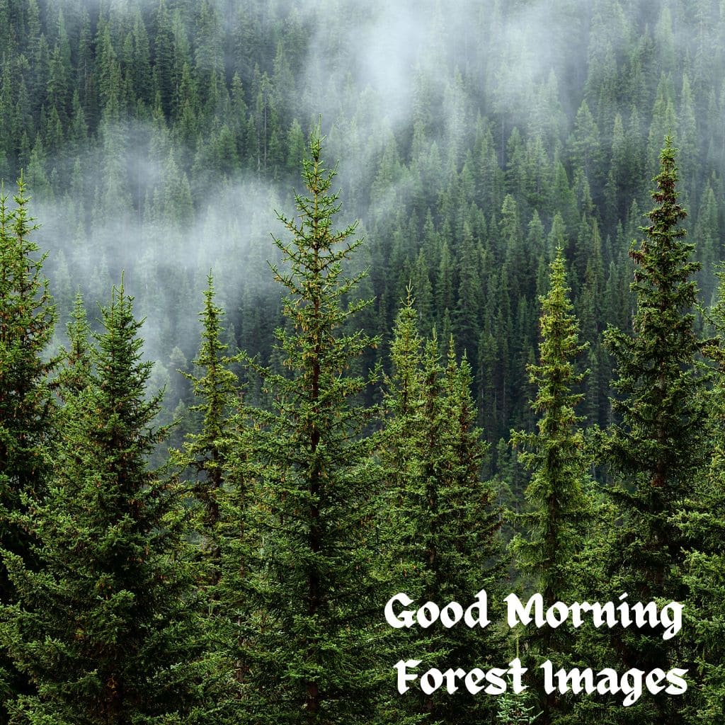 Good Morning Forest Images