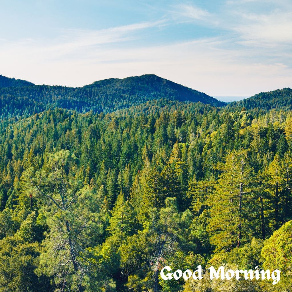 Good Morning Forest Images