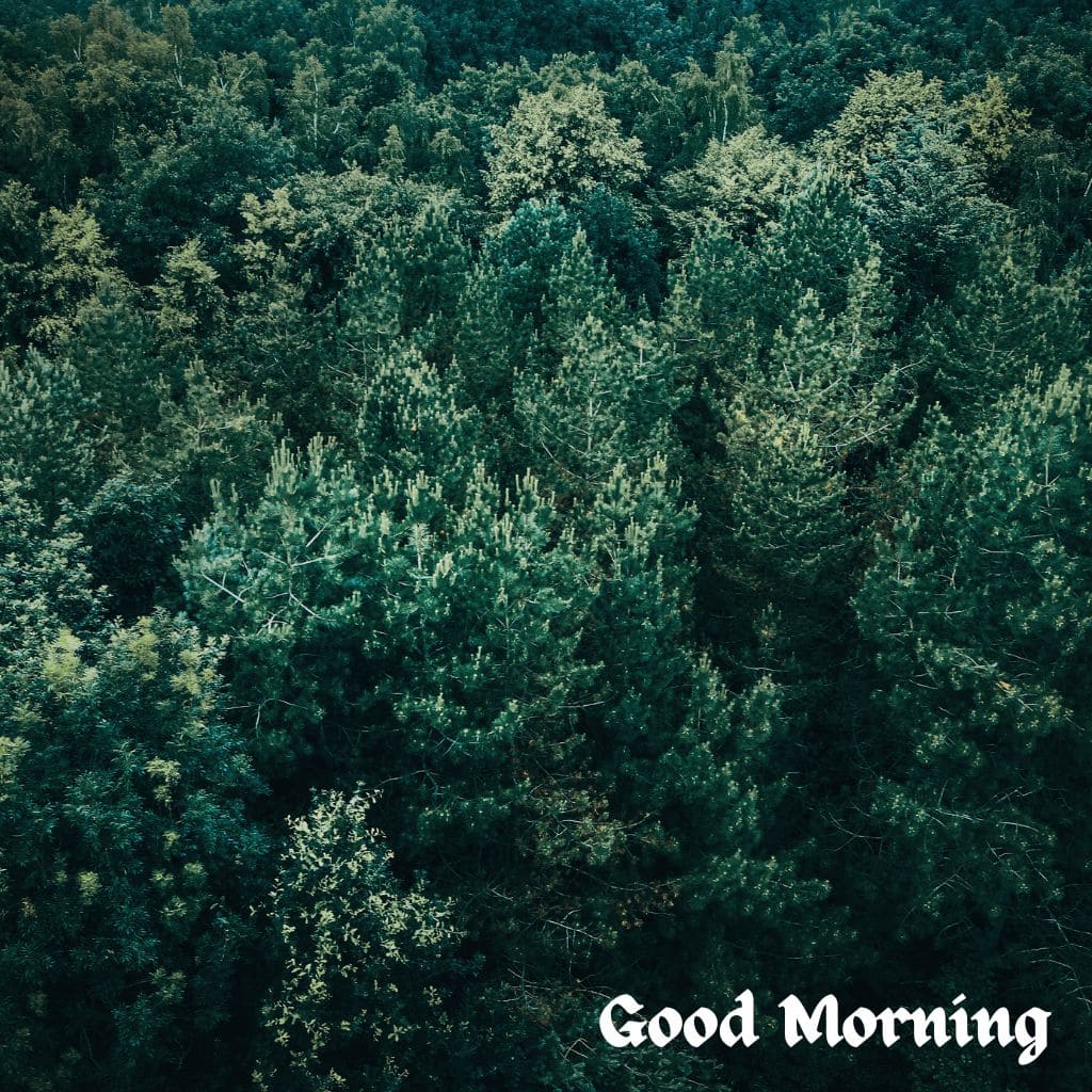 Good Morning Forest Images