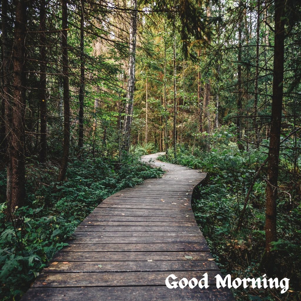 Good Morning Forest Images