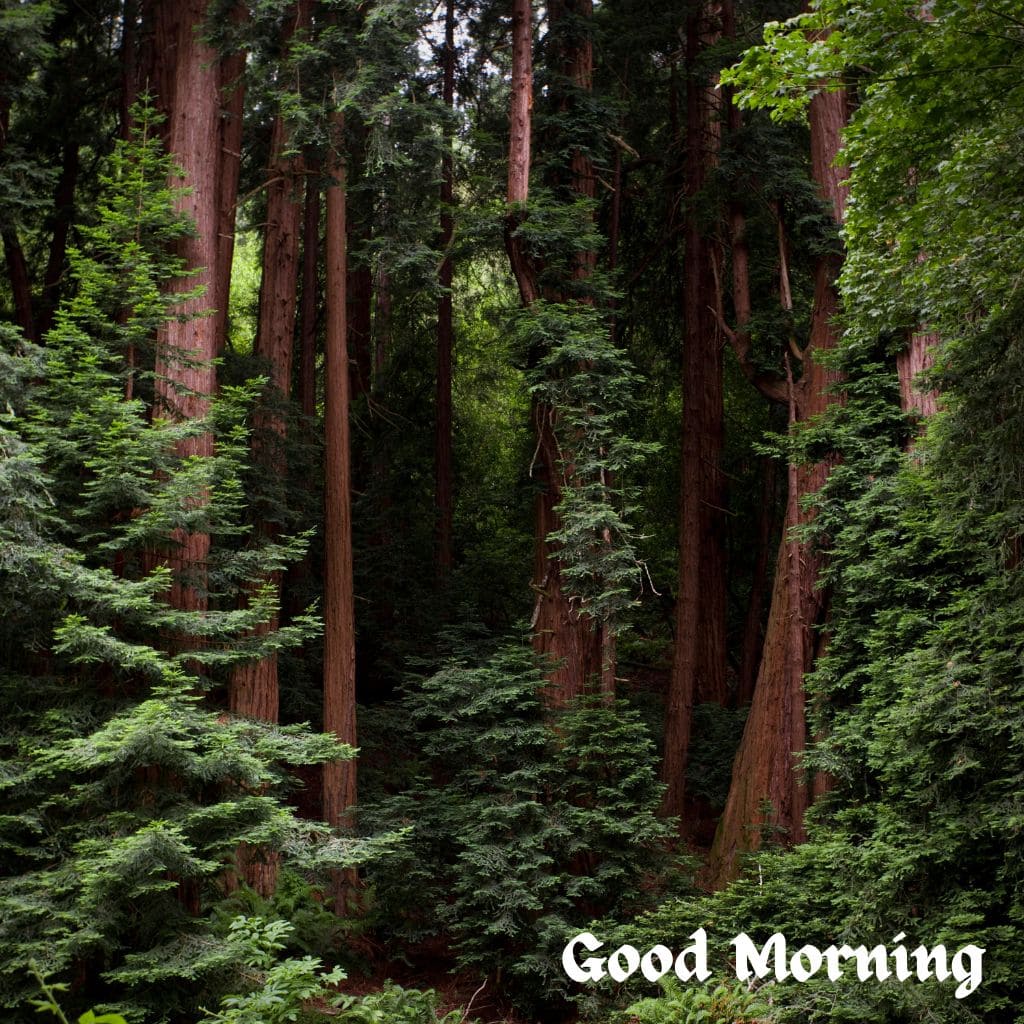 Good Morning Forest Images