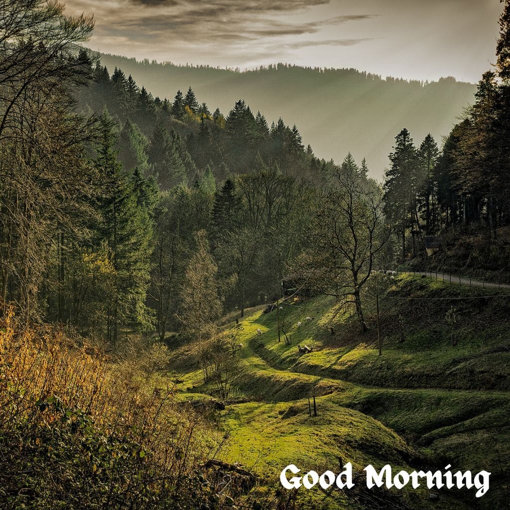 Good Morning Forest Images