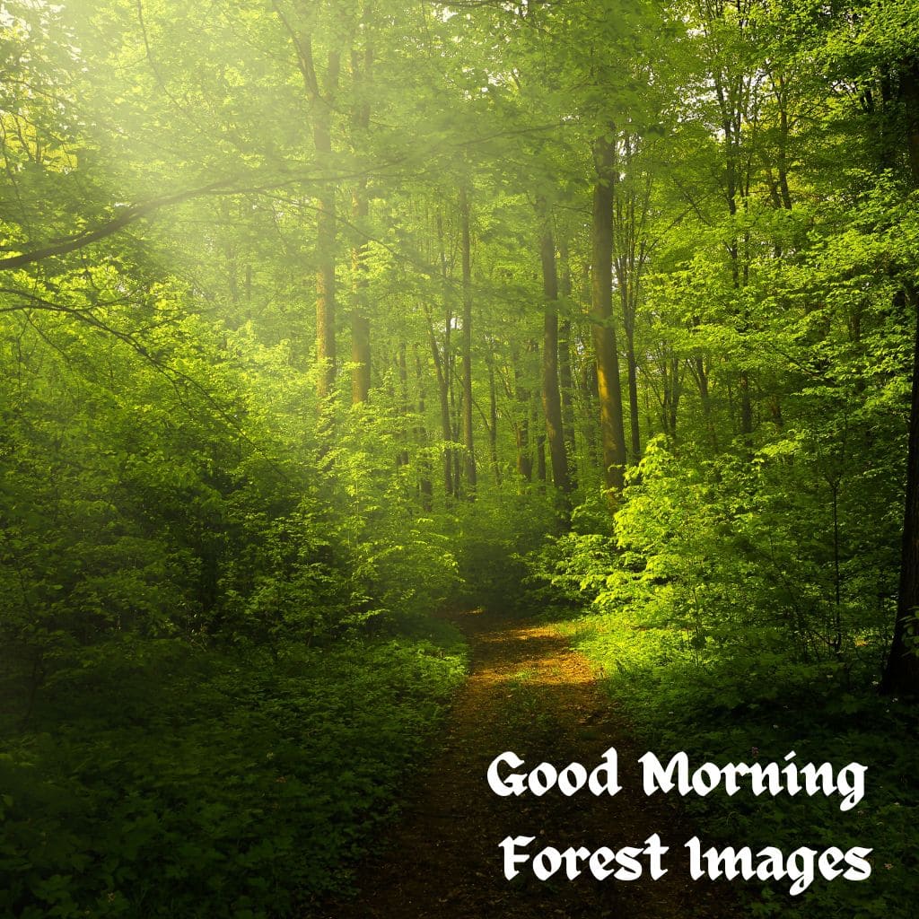 Good Morning Forest Images