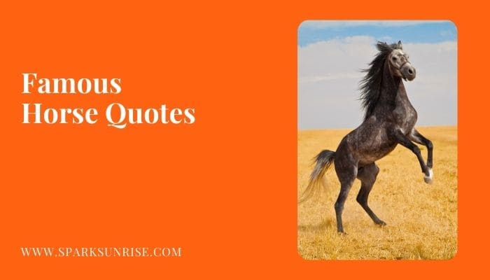 Horse Quotes