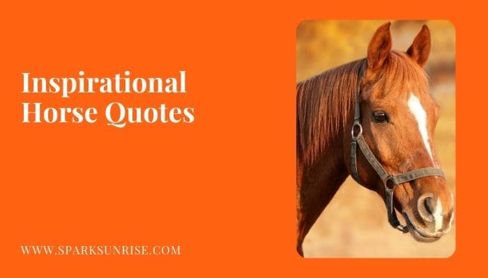 Horse Quotes