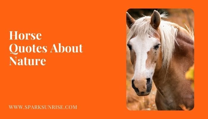 Horse Quotes