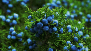 juniper
