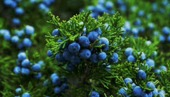 What Is Juniper?